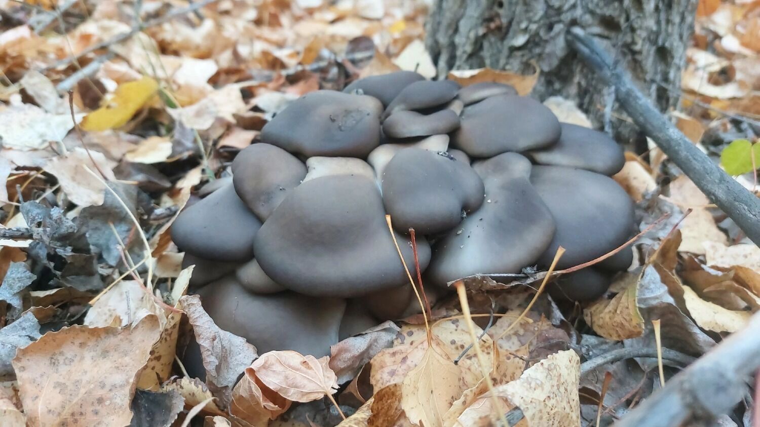 Грибы в Илекском районе 