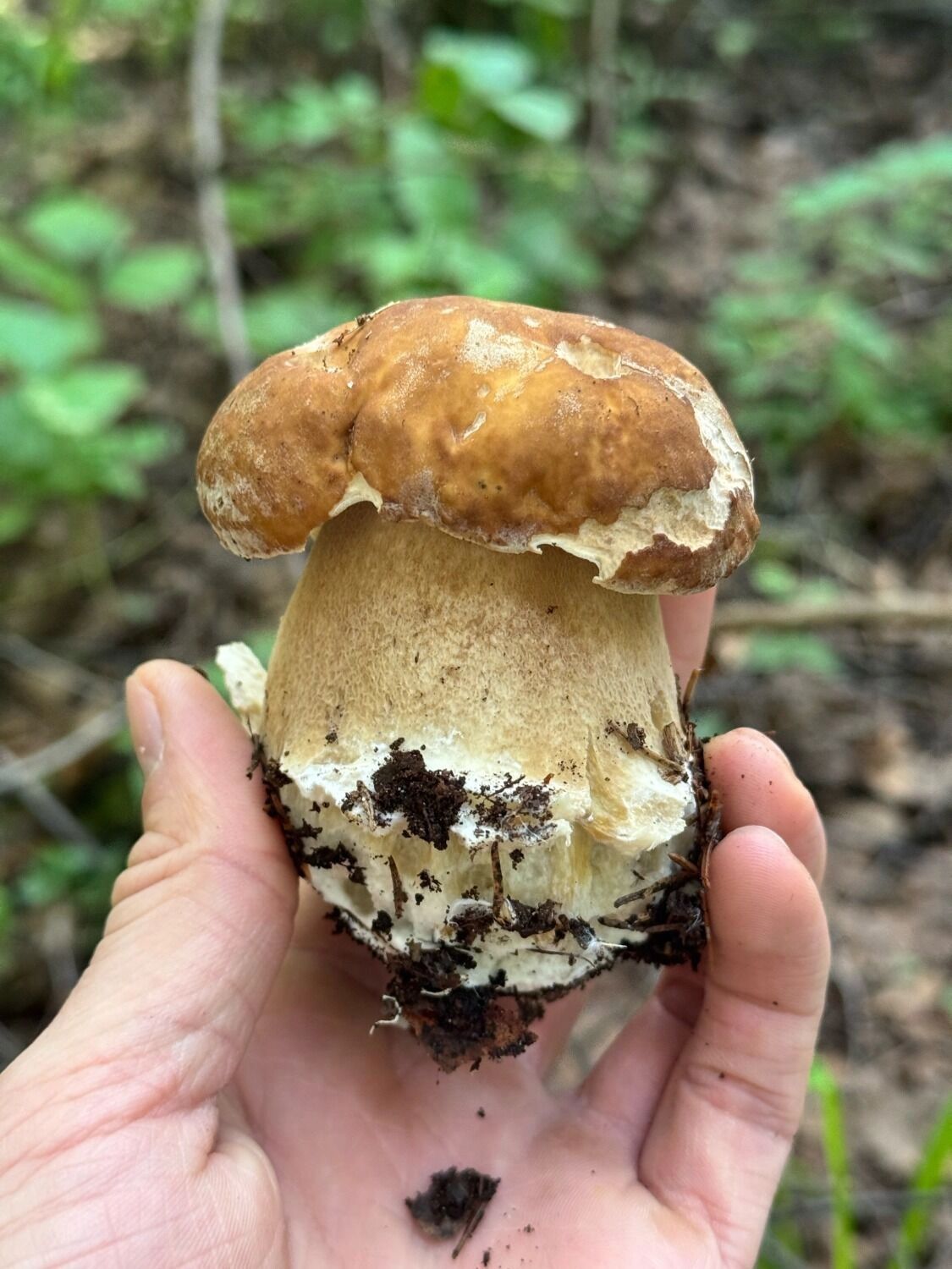 Крепыш-боровичок