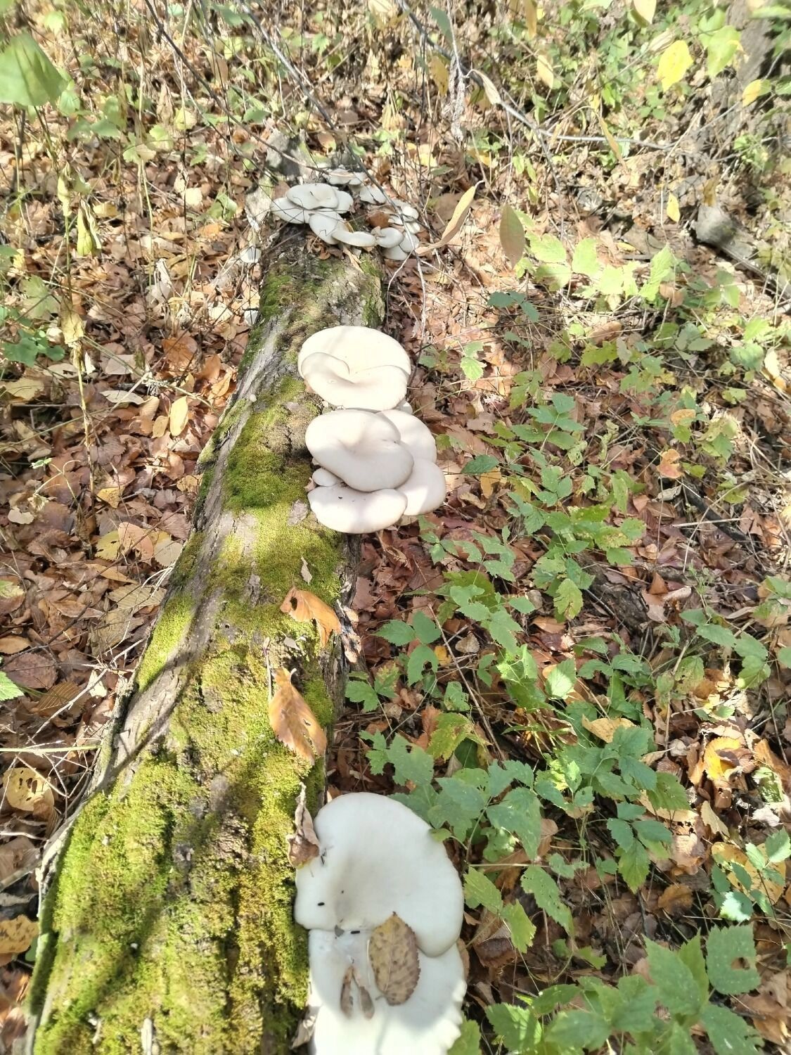 В Оренбуржье встречаются не только грибы, но и дикие животные