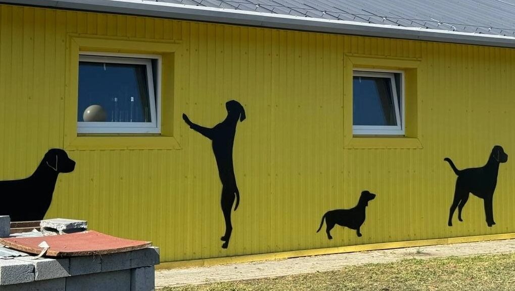 Стены приюта: собаки везде