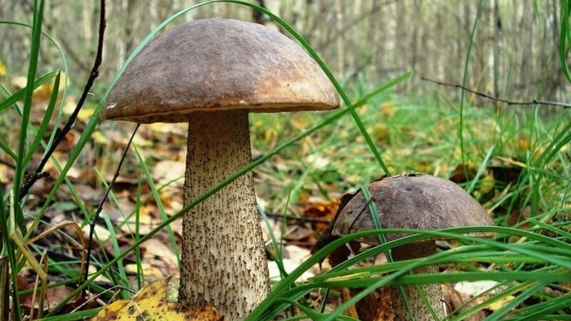 Подберезовики распространены в Ревде, в районе горы Дыроватый камень, в окрестностях Екатеринбурга, у горы Чертово городище, а также в лесах поселка Северка