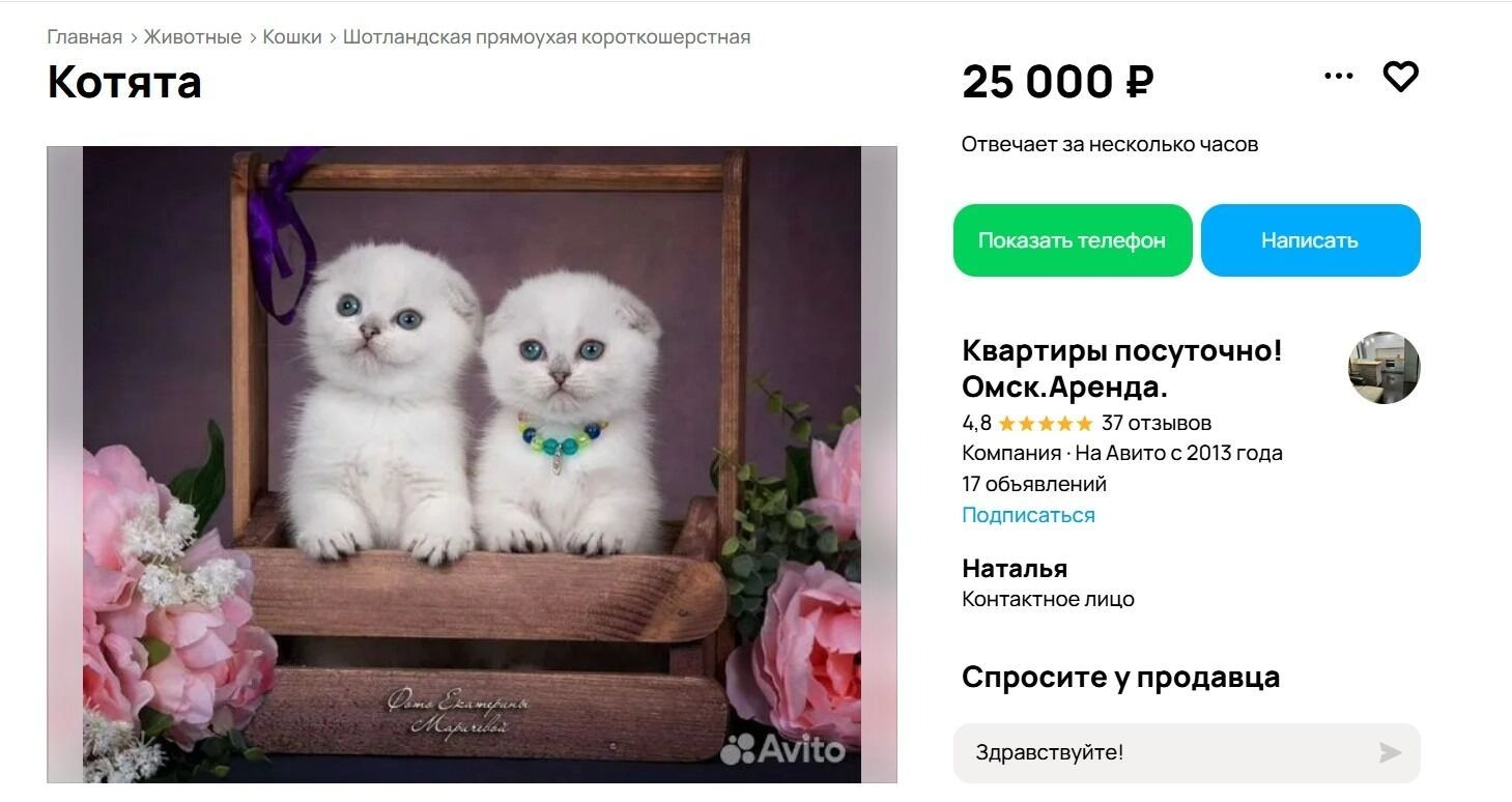 Белоснежных шотландцев продают за 25 тысяч рублей