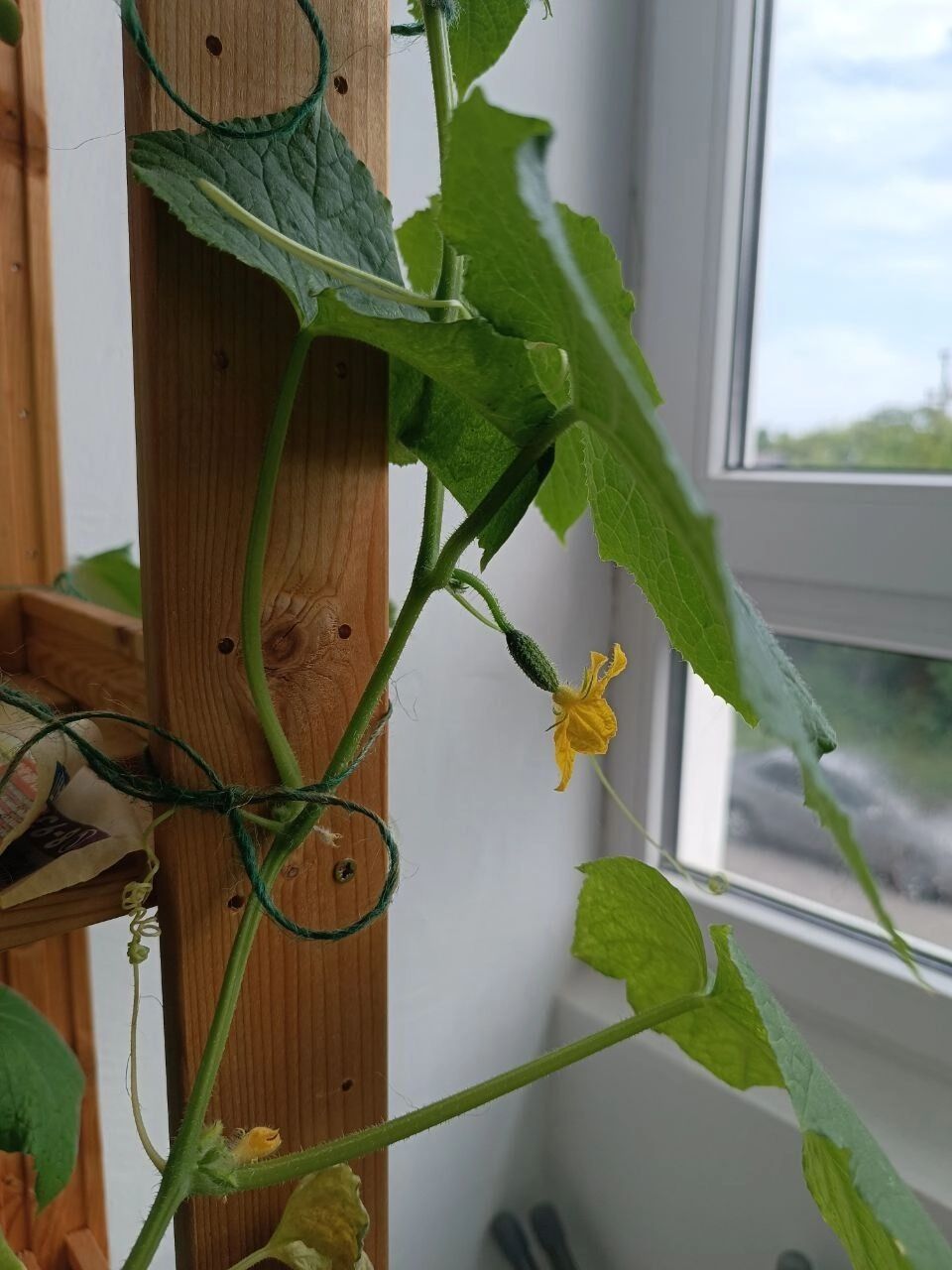 Моя рассада в мае 2025 года