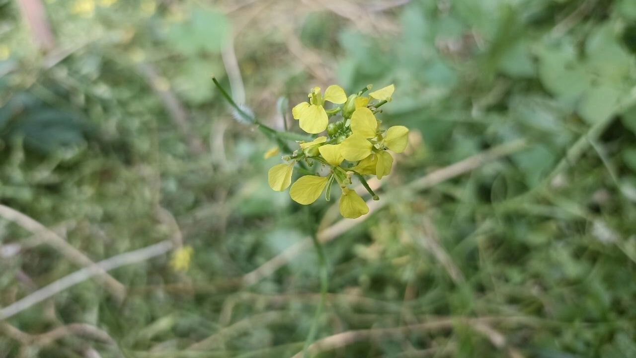 На фото: горчица цветет