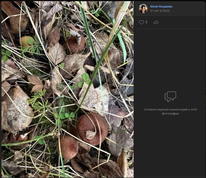 Скриншоты «результатов» прогулки по лесам поселка Дачный