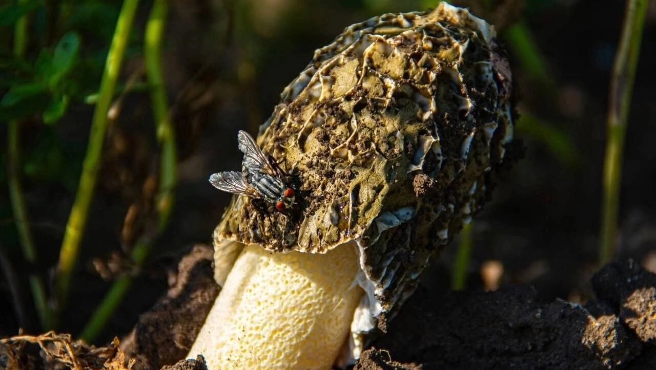 Гриб Весёлка Хадриана