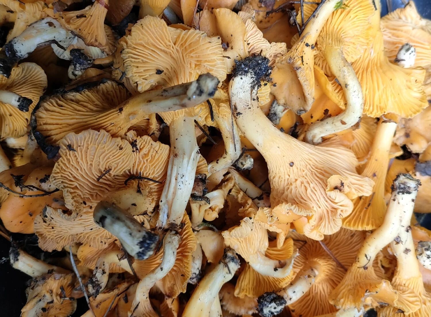 Лисички пережили даже первые снегопады в Нижегородской области