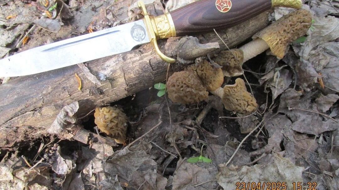 Оренбургские грибники собирают ведра сморчков