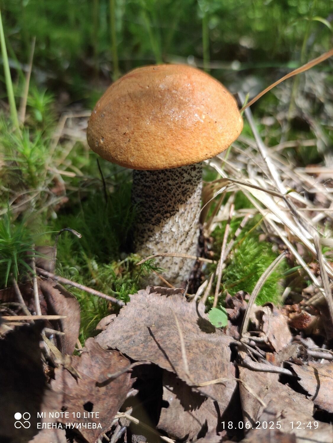 Подосиновик