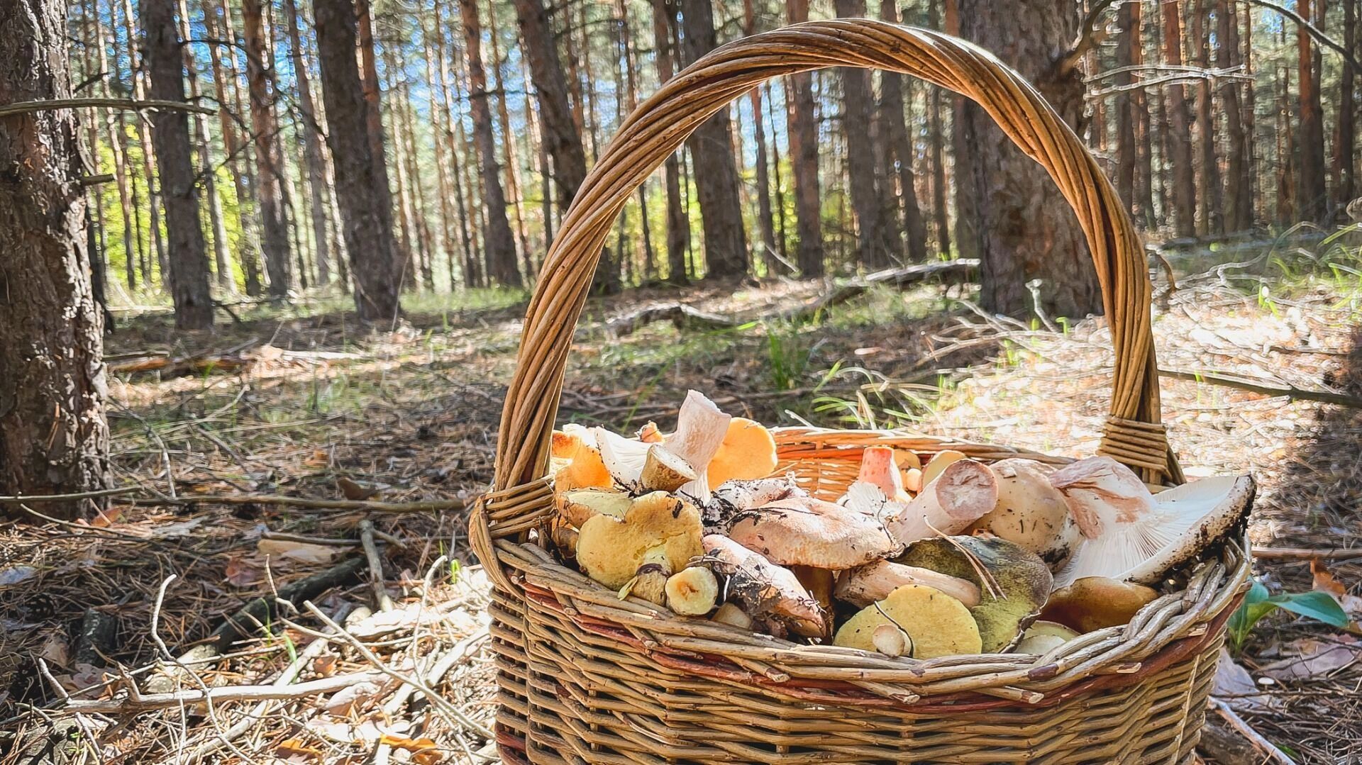 Волгоградцы хвастаются грибным уловом