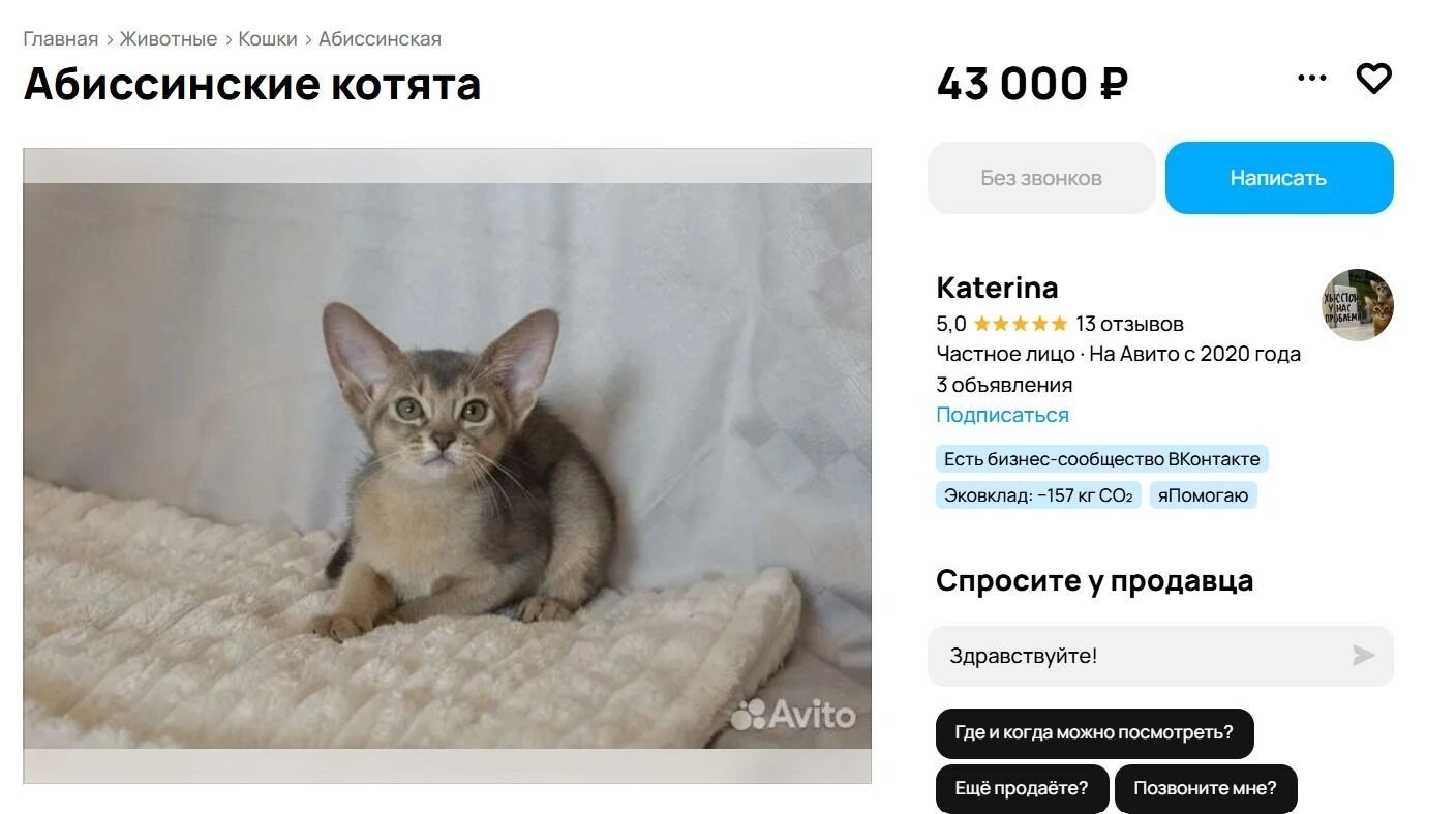 Абиссинская кошечка за 43 тысячи рублей