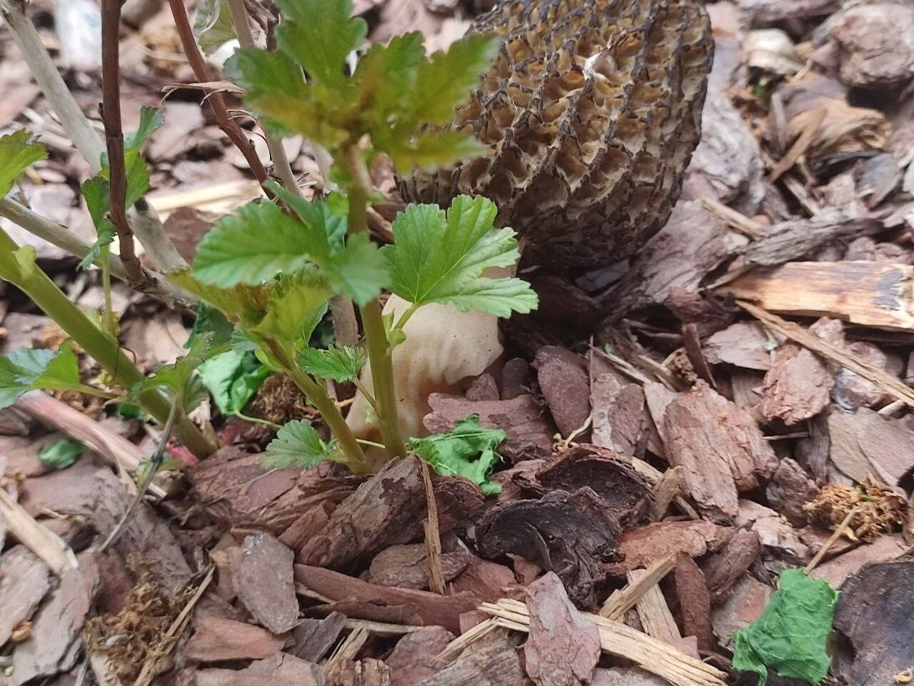 Найденные в Центральном парке грибы