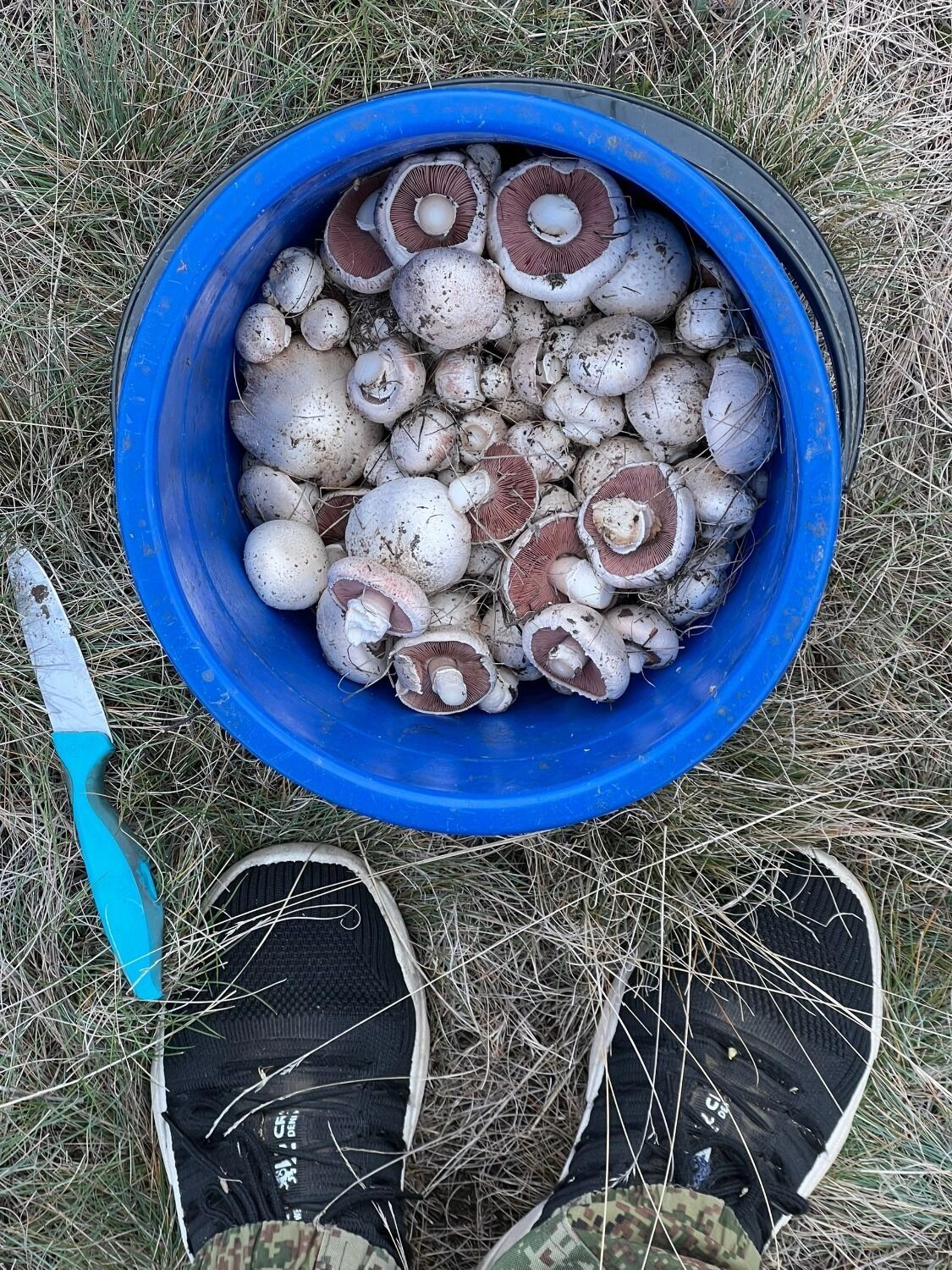 Шампиньоны в Оренбургской области