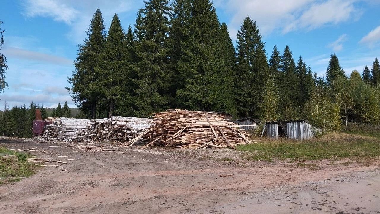 В Прикамье появился препарат против уссурийского полиграфа. Но леса продолжат рубить