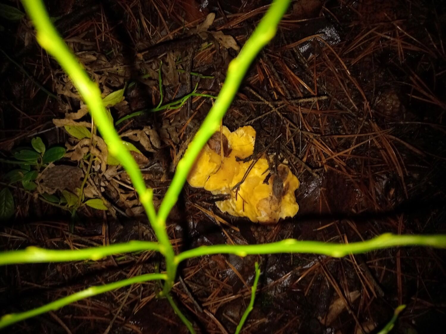 Грибы, найденные в декабре