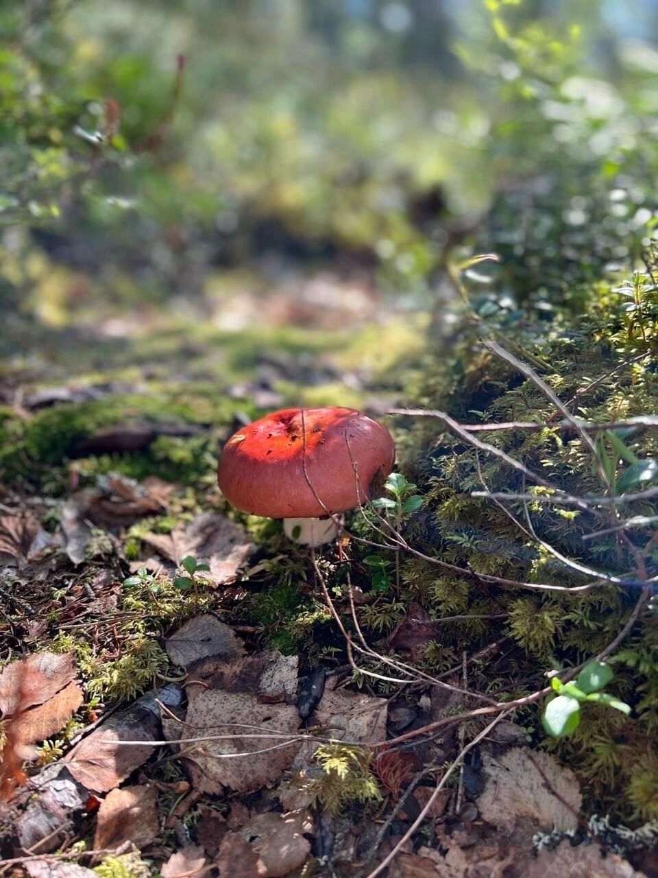 Грибы в Оренбуржье летом 