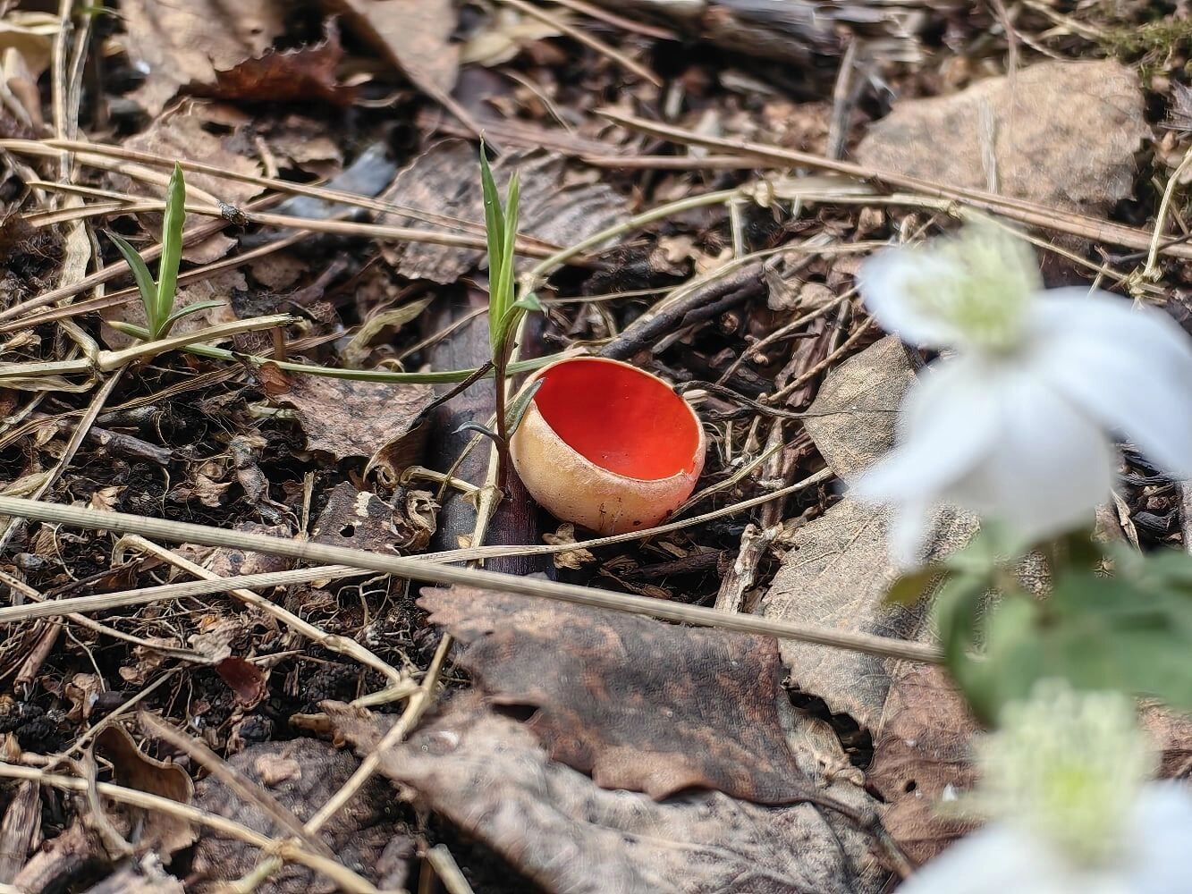 Житель Златоуста рассказал, что нашел первые саркосцифы