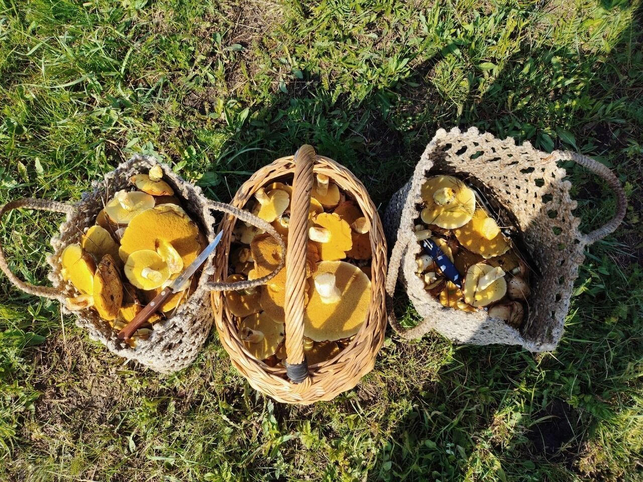 Найденные после дождей грибы
