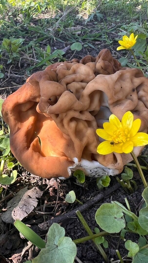 Найденные белгородцами грибы