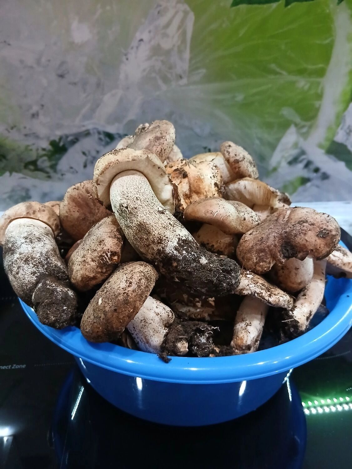 Грибы в Оренбуржье