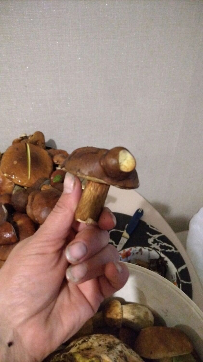 Грибы-уродцы в Нижегородской области