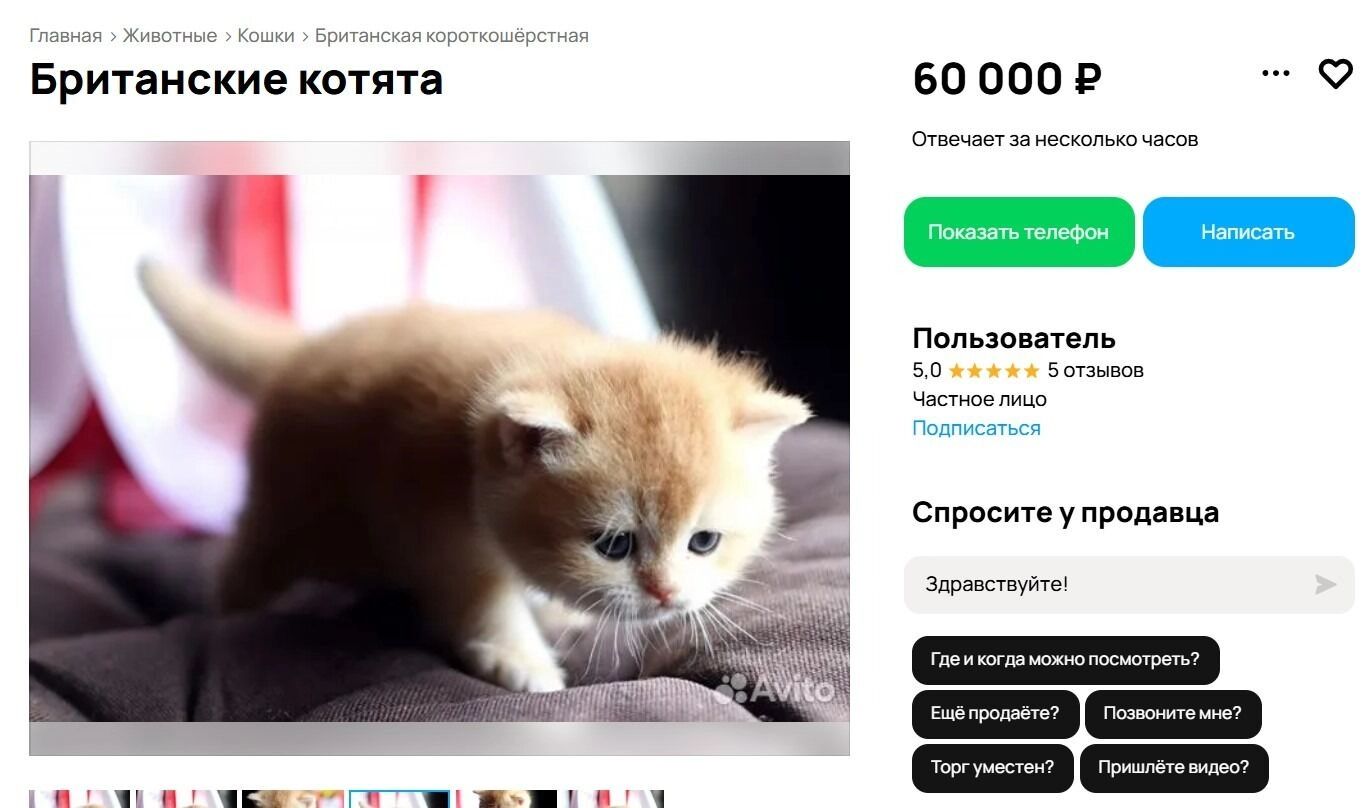 Милый британец за 60 тысяч рублей
