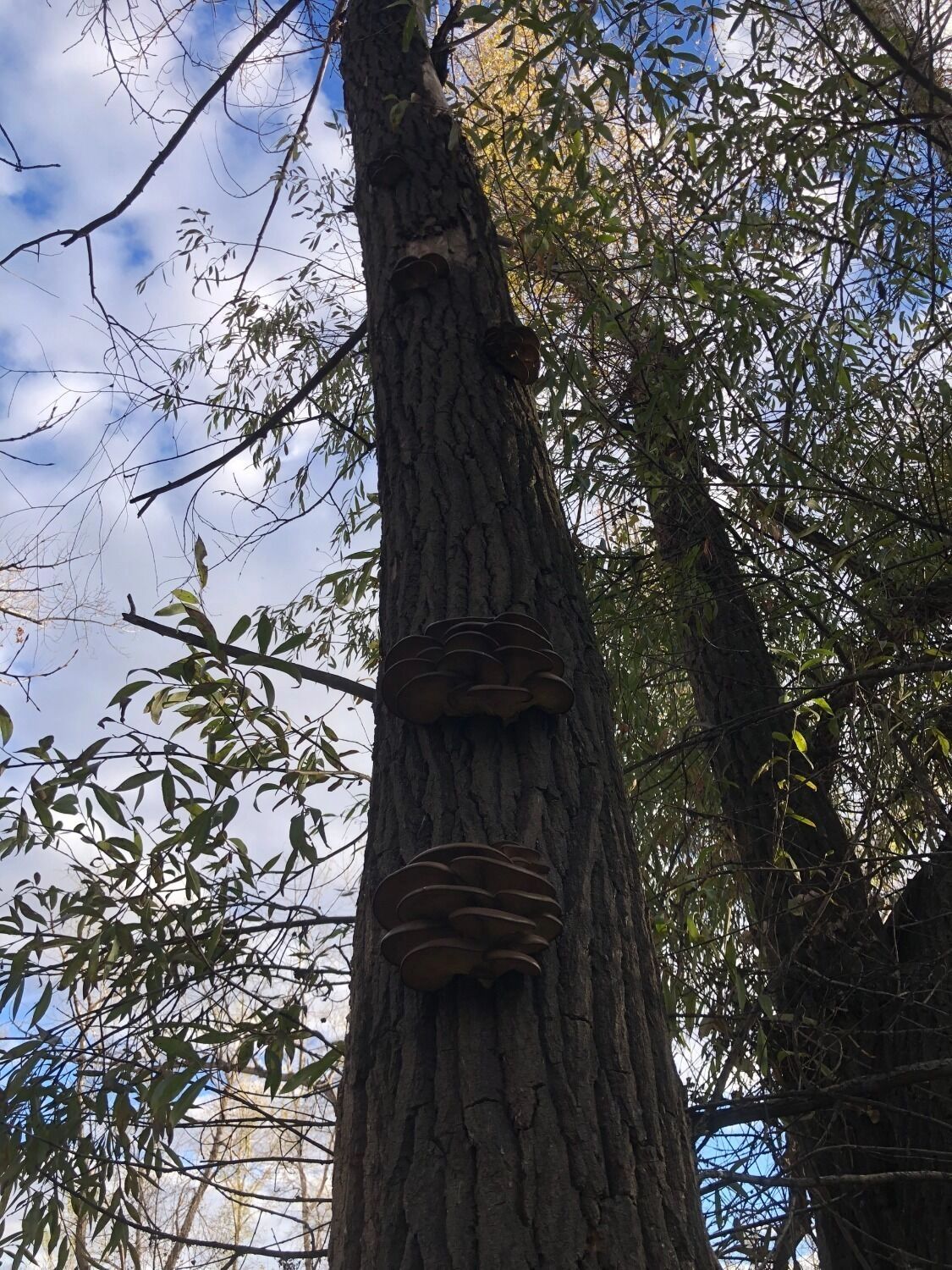 Вешенки на Урале