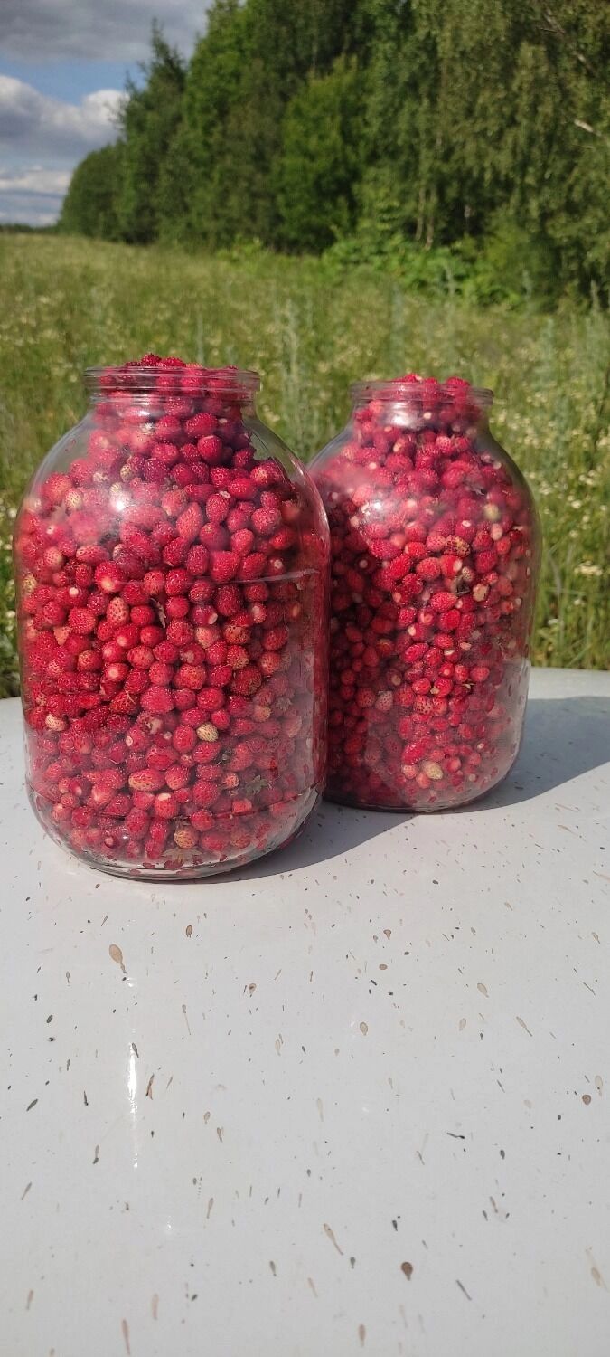 Земляника в Кстовском районе