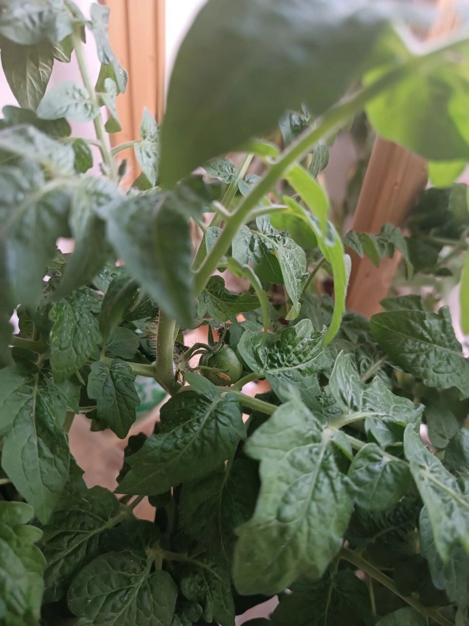 Как росли томаты на балконе