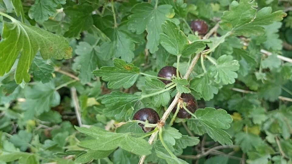 На фото: куст крыжовника