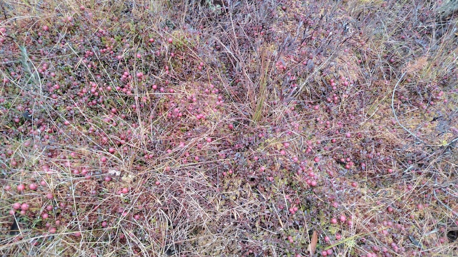 Клюква в Нижегородской области