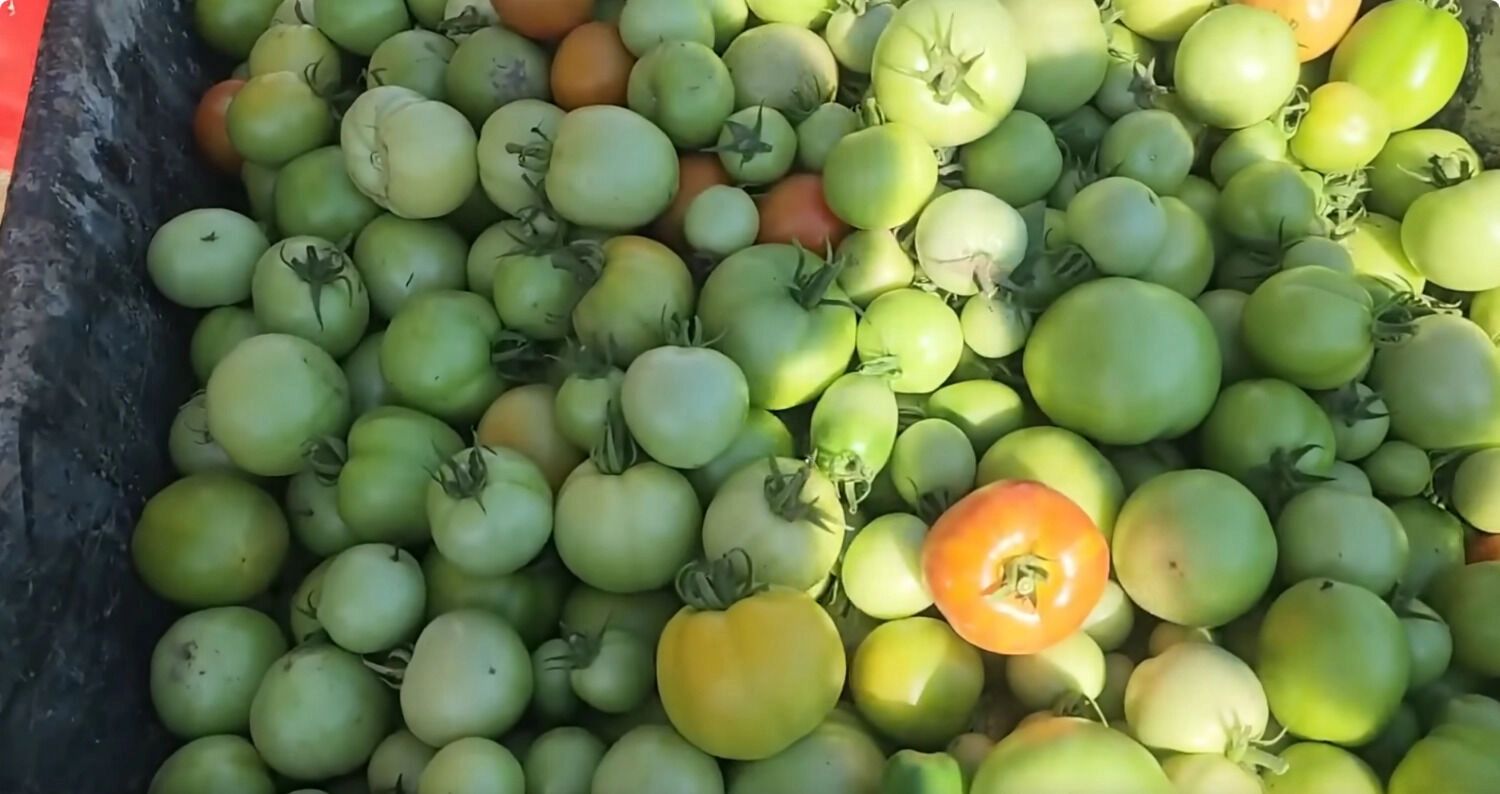 Урожай на ферме Фейнстра