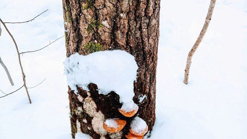 Зимние опята в Нижегородской области (январь 2025 года)