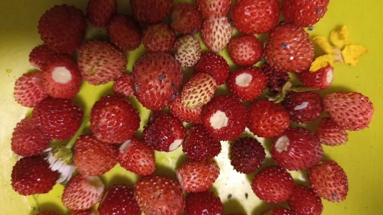 На фото: красная земляника в миске