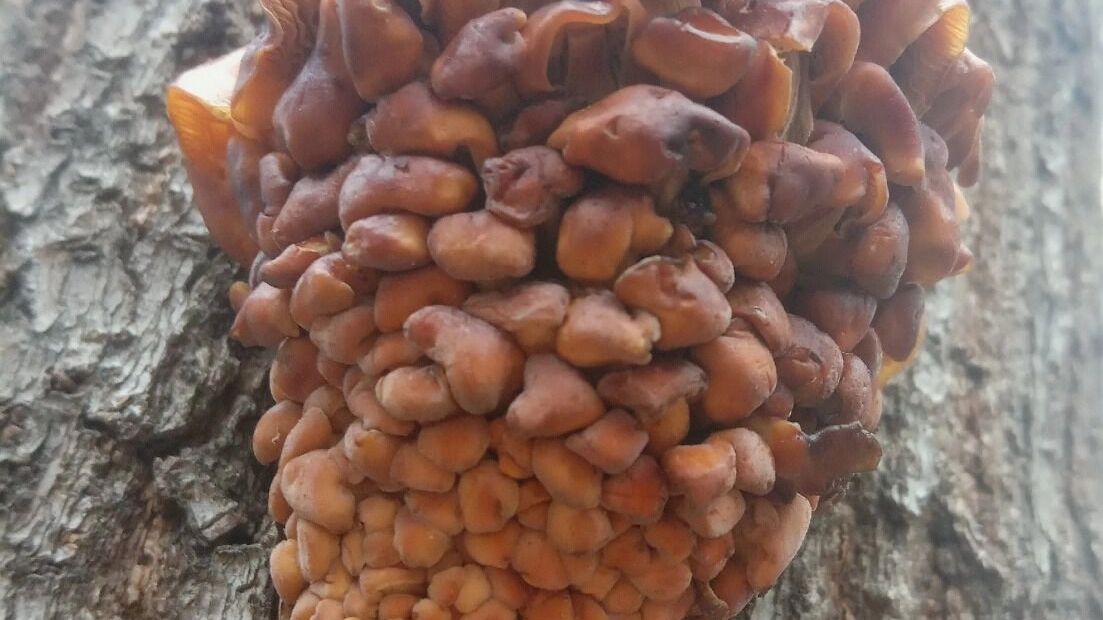 Зимние опята в Нижегородской области (ноябрь 2024 года)