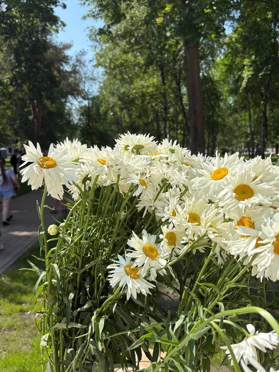 Открытие парка превратилось в праздник 