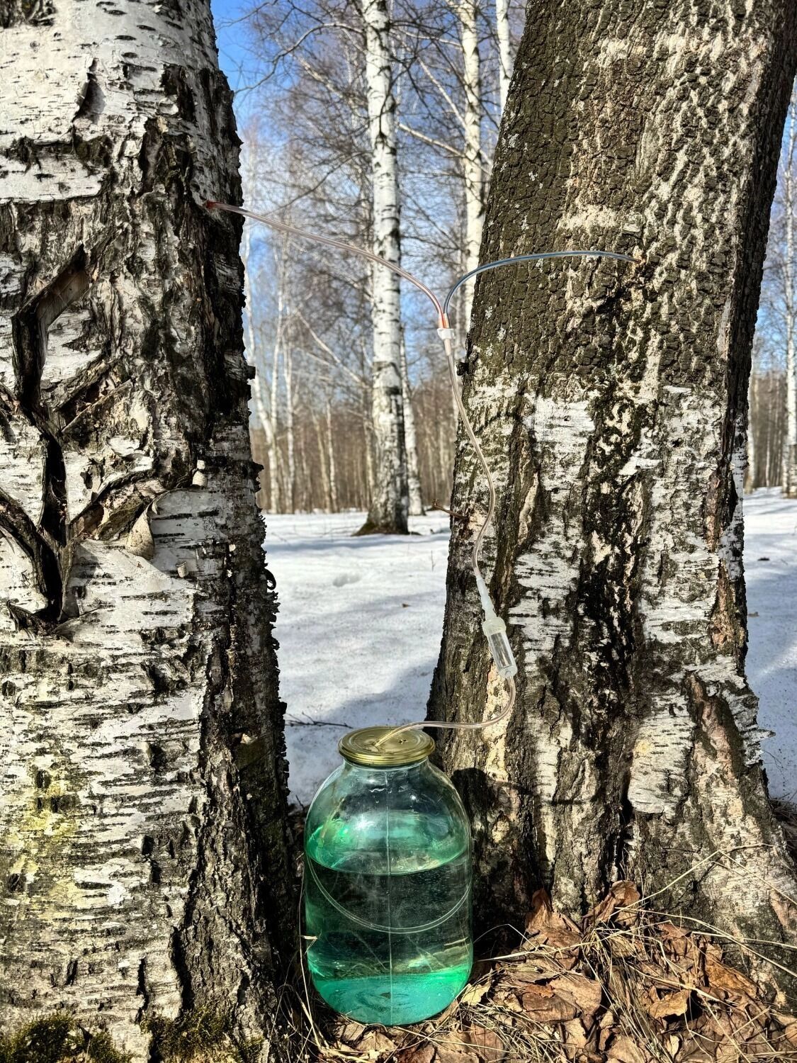 "Я в весеннем лесу пил березовый сок"