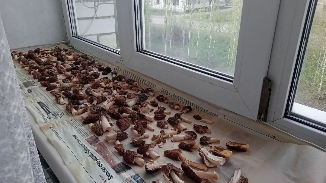 Оренбургские грибники собирают ведра сморчков