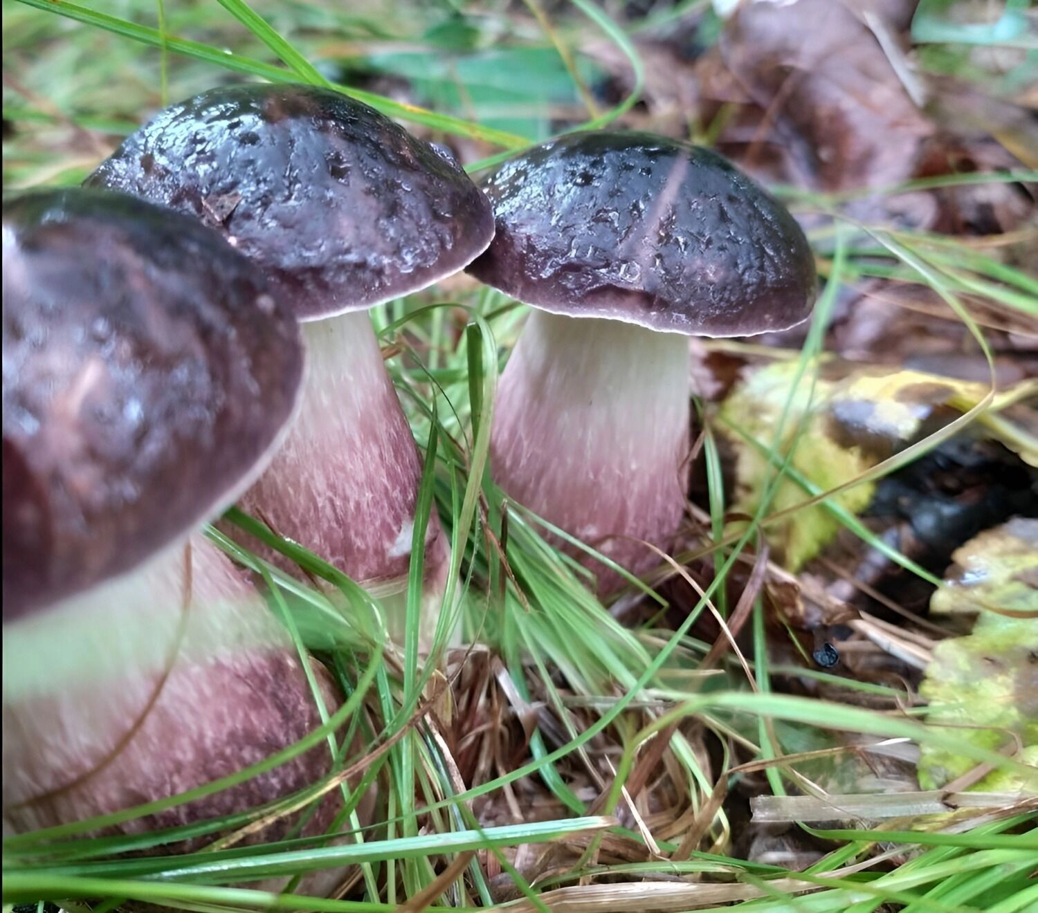 болетус фиолетово-бурый