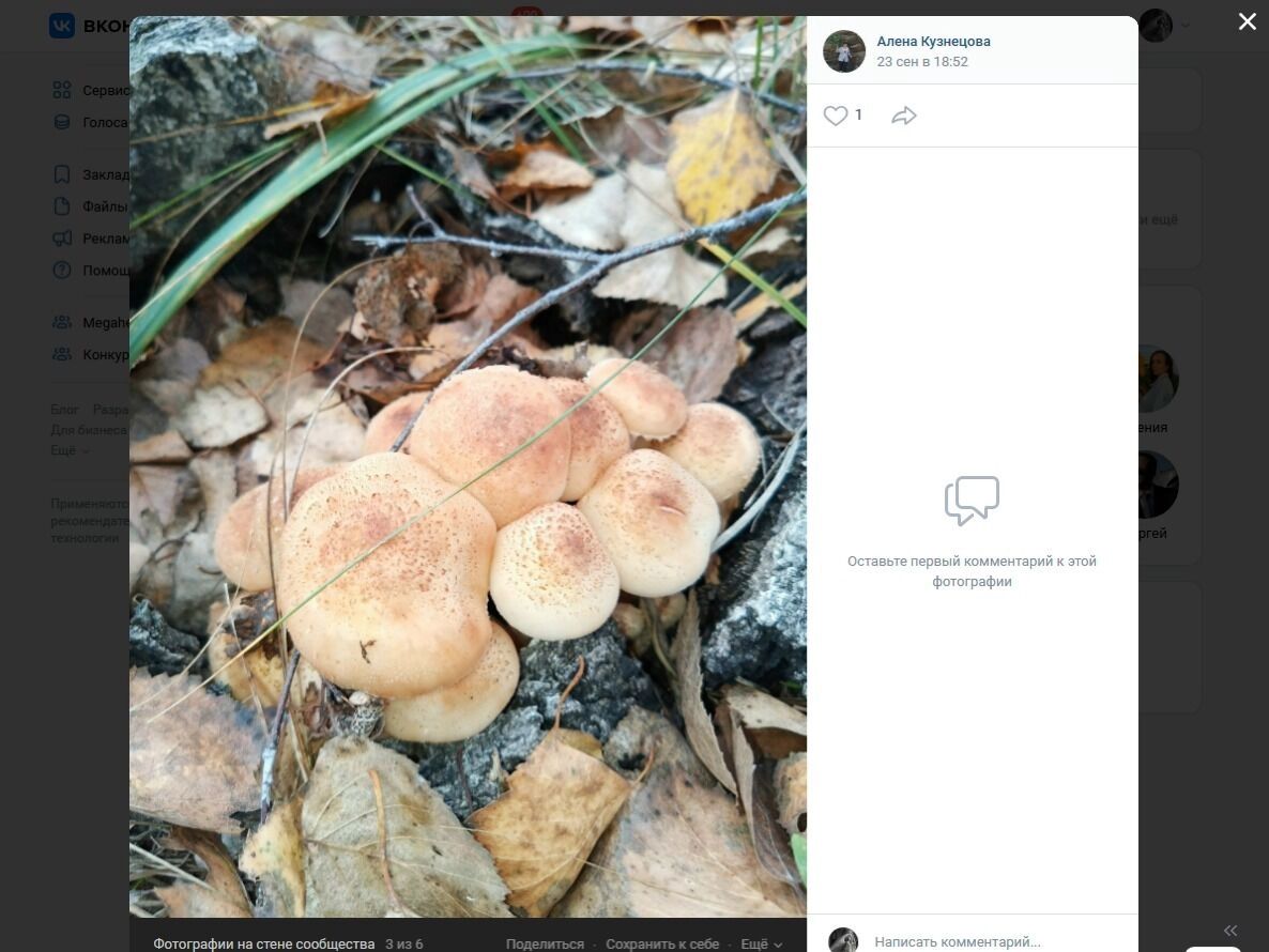 Опята в Любинском районе