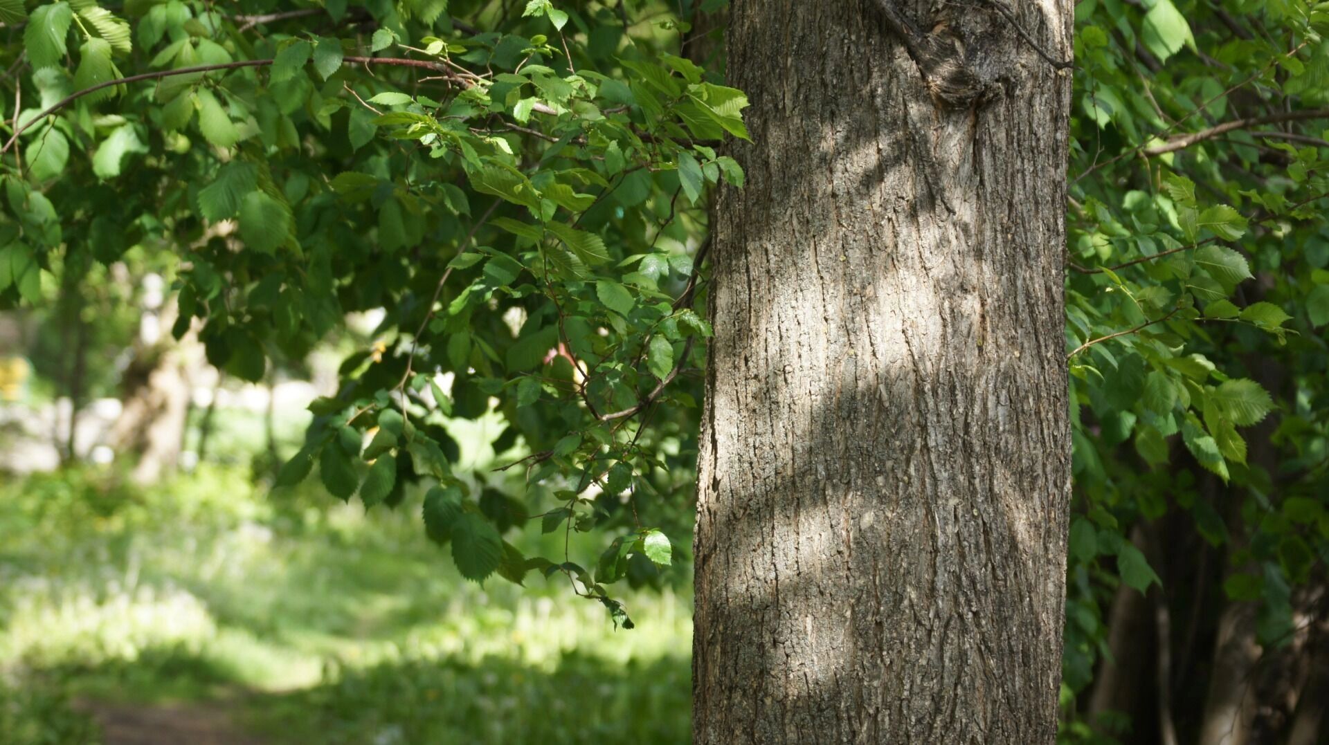 В Волжском выделили 26 миллионов рублей на полив зелёных насаждений