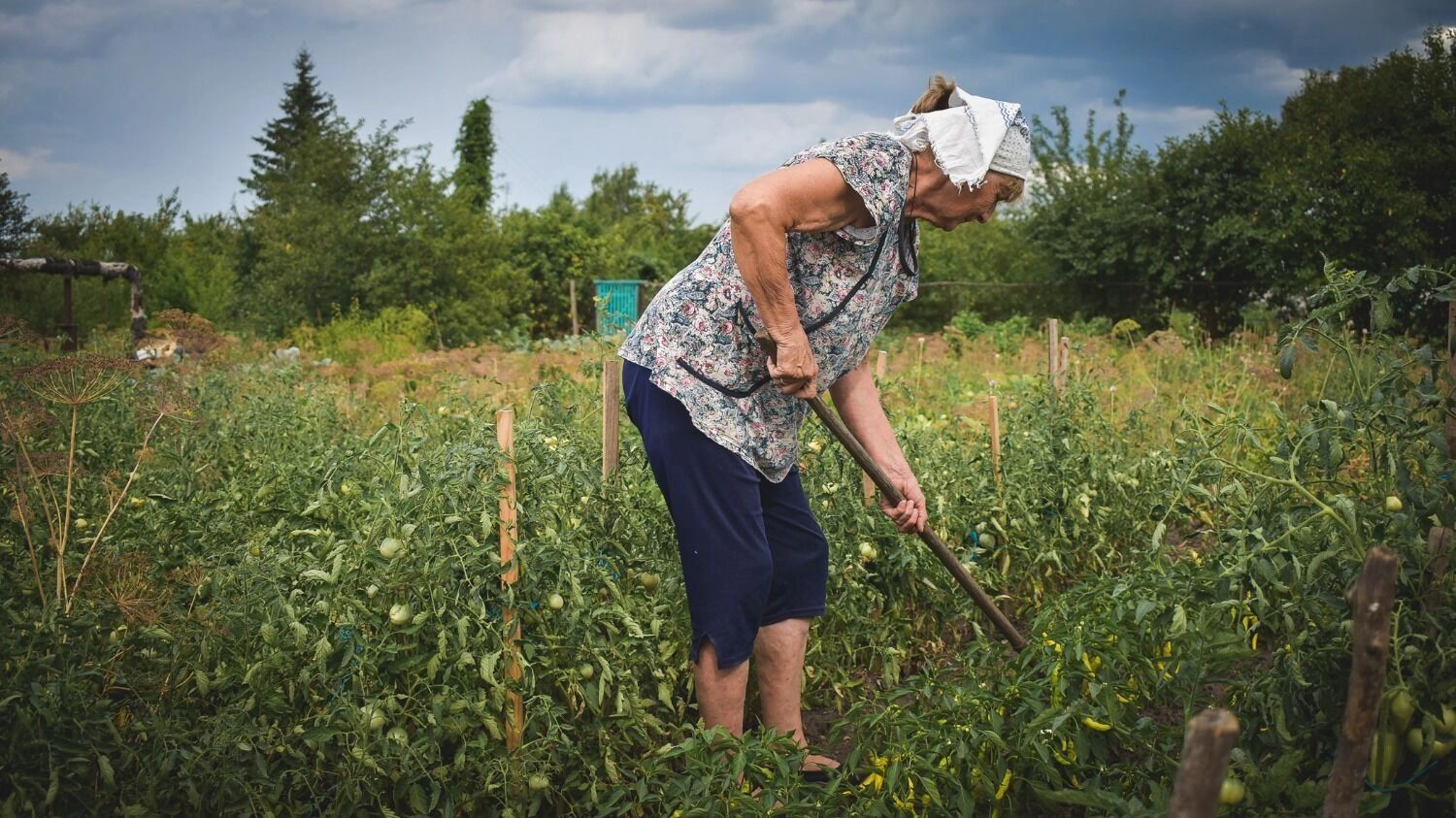 На&nbsp;фото: дачница в&nbsp;саду
