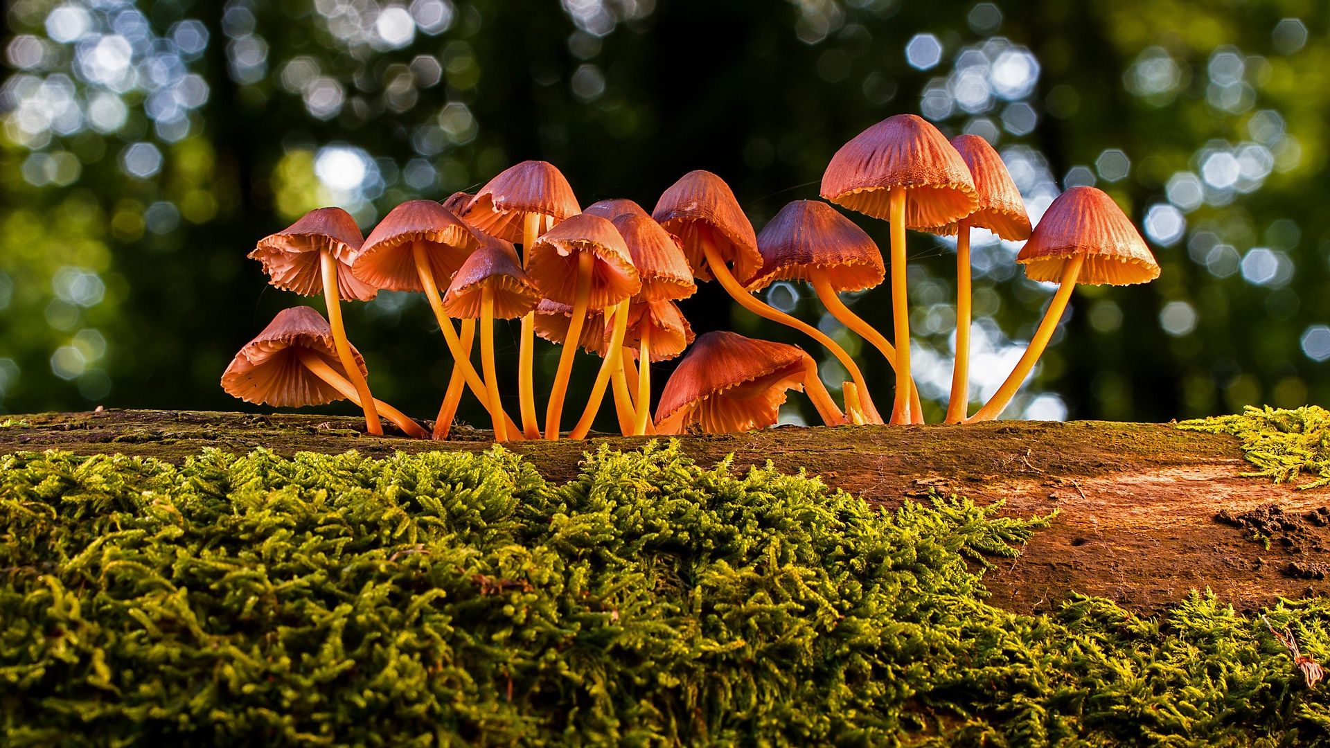 Миколог раскрыл, какими грибами можно отравиться весной