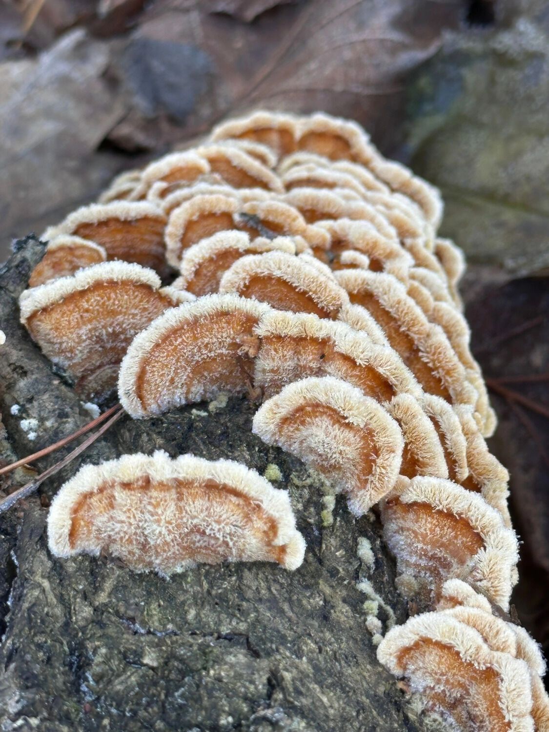 Грибы, растущие на деревьях, часто встречаются даже в ноябре