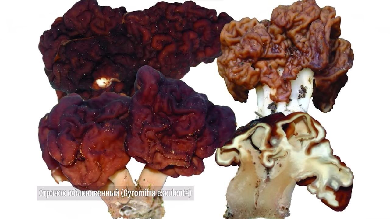 Строчок обыкновенный