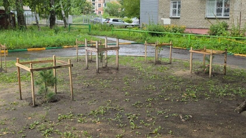Высаженные взамен аварийных деревьев новые саженцы