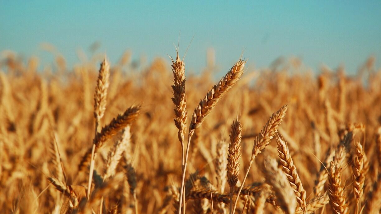 Уборочная кампания завершается в Челябинской области