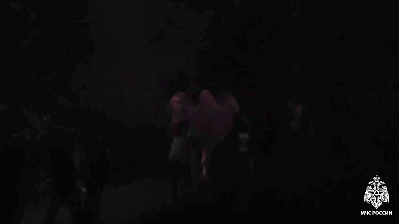 пожар в зоопарке