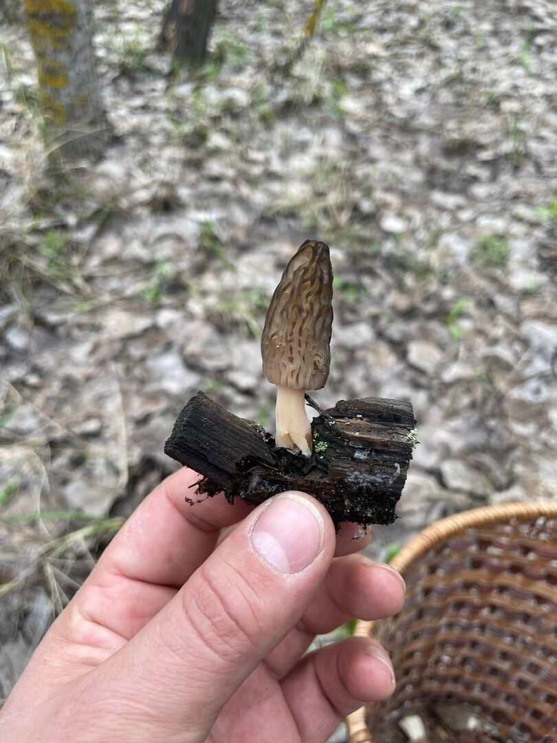 Найденные белгородцами грибы