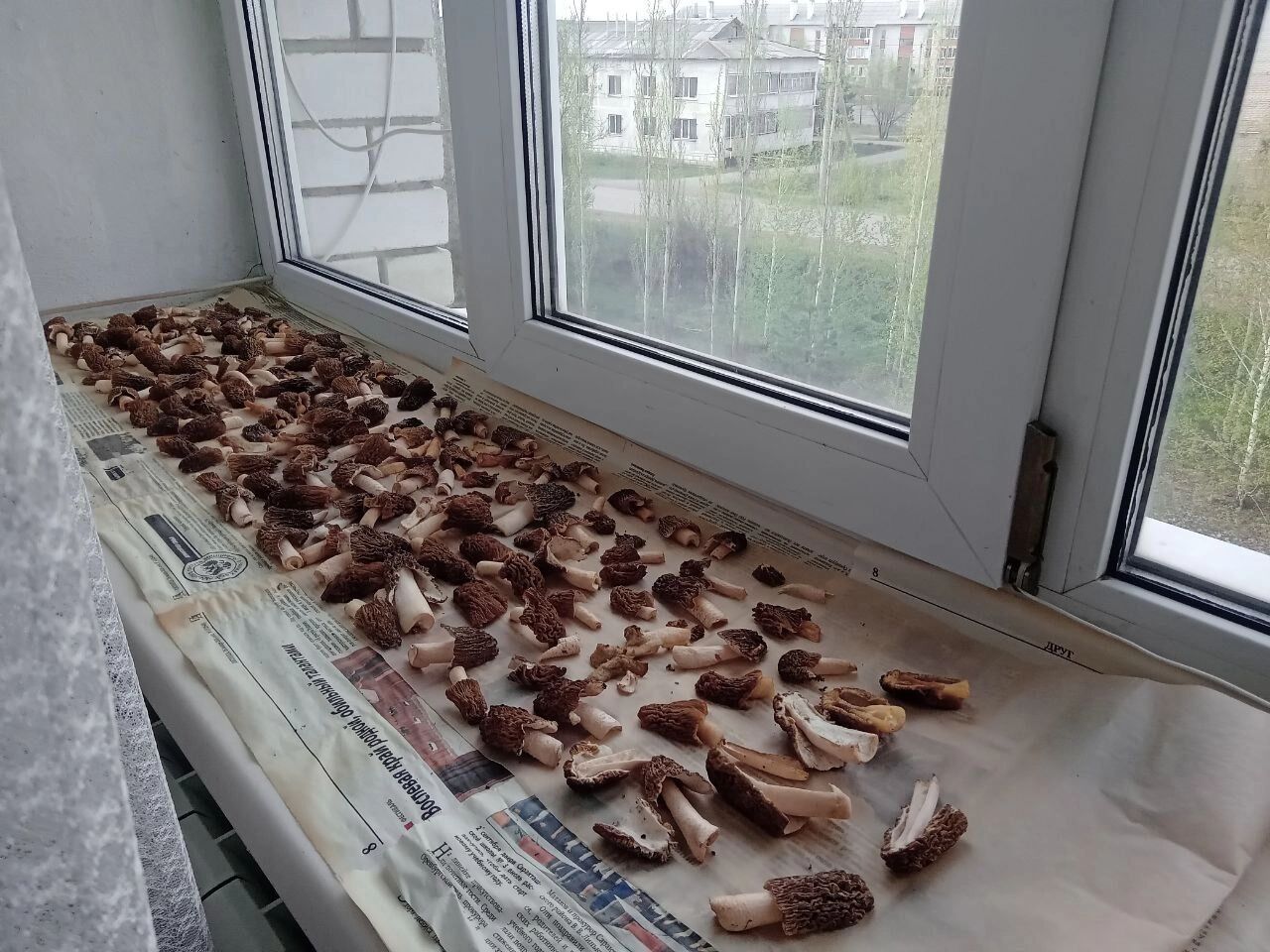 Сушеные сморчки можно хранить до года в темном сухом месте.